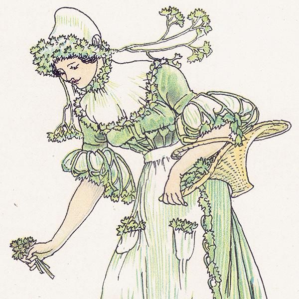Parsleyʥѥ Flowers from Shakespeares Garden  륿쥤 1906ǯ  | 2024
