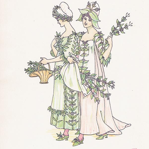 Savouryʥܥ꡼ˤ Marjoramʥޥ Flowers from Shakespeares Garden  륿쥤 1906ǯ  | 2026