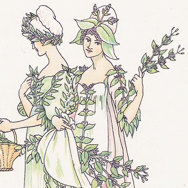 Savouryʥܥ꡼ˤ Marjoramʥޥ Flowers from Shakespeares Garden  륿쥤 1906ǯ  | 2026