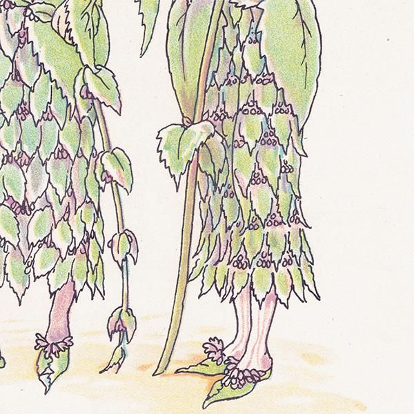Mintʥߥȡ Flowers from Shakespeares Garden  륿쥤 1906ǯ  | 2027