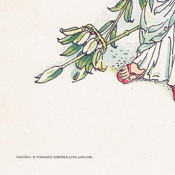 laurelsʷ˼ Flowers from Shakespeares Garden  륿쥤 1906ǯ  | 2031