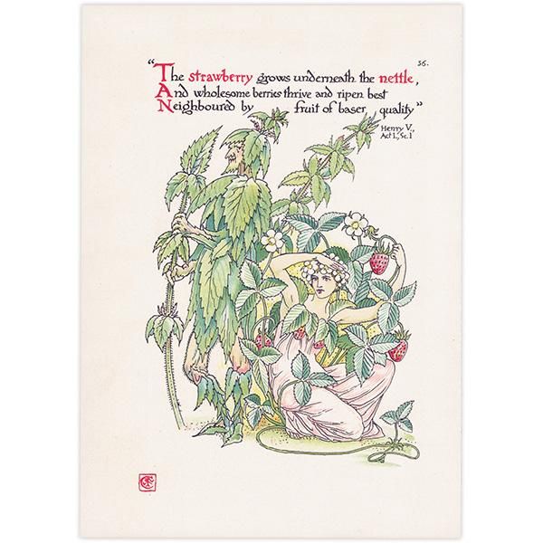Strawberry & Nettleʥȥͥȥ Flowers from Shakespeares Garden  륿쥤 1906ǯ  | 2036