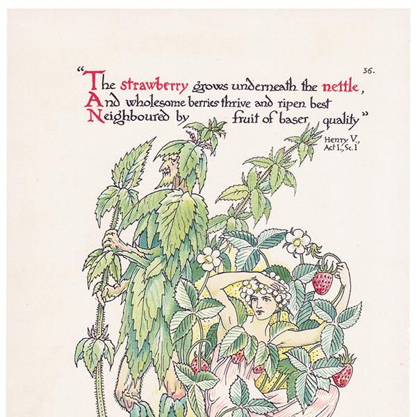 Strawberry & Nettleʥȥͥȥ Flowers from Shakespeares Garden  륿쥤 1906ǯ  | 2036