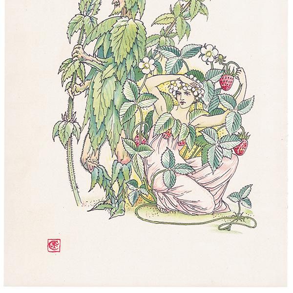 Strawberry & Nettleʥȥͥȥ Flowers from Shakespeares Garden  륿쥤 1906ǯ  | 2036