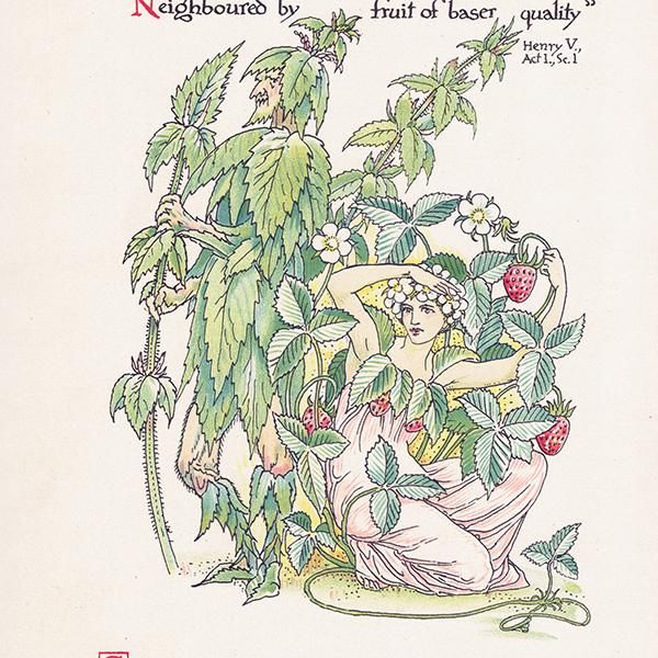 Strawberry & Nettleʥȥͥȥ Flowers from Shakespeares Garden  륿쥤 1906ǯ  | 2036