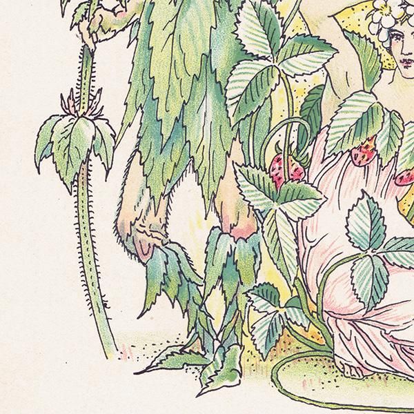 Strawberry & Nettleʥȥͥȥ Flowers from Shakespeares Garden  륿쥤 1906ǯ  | 2036