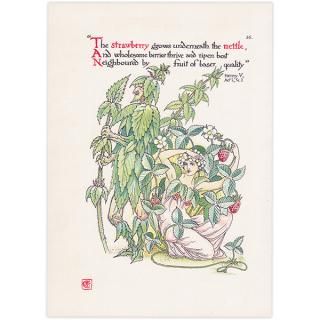 Strawberry & Nettleʥȥͥȥ Flowers from Shakespeares Garden  륿쥤 1906ǯ  | 2036