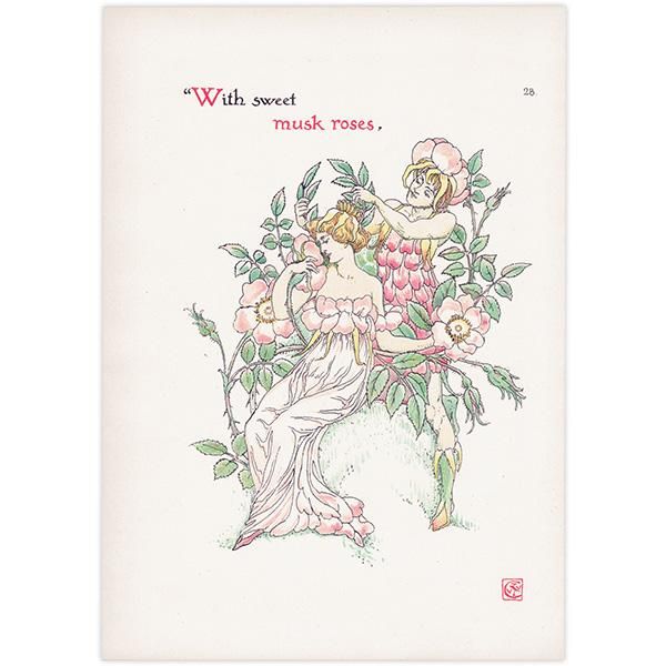 Musk Rosesʥॹ Flowers from Shakespeares Garden  륿쥤 1906ǯ  | 2038
