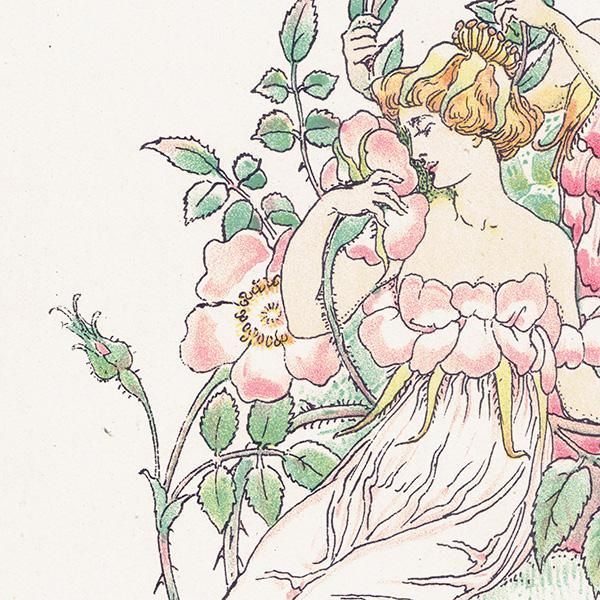 Musk Rosesʥॹ Flowers from Shakespeares Garden  륿쥤 1906ǯ  | 2038