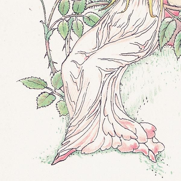 Musk Rosesʥॹ Flowers from Shakespeares Garden  륿쥤 1906ǯ  | 2038