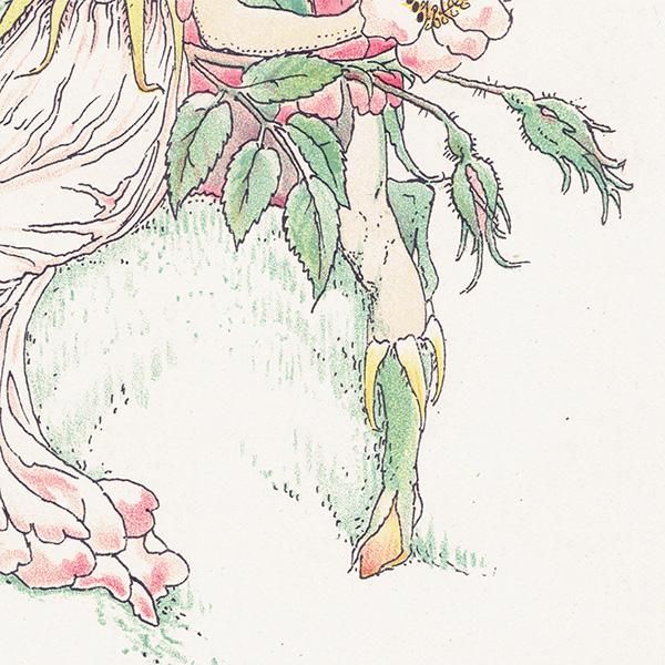 Musk Rosesʥॹ Flowers from Shakespeares Garden  륿쥤 1906ǯ  | 2038