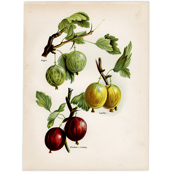 °Angler, Leveller, Whinham's Industry  ʪ 1891ǯ ꥹ ܥ˥륢 1001<img class='new_mark_img2' src='https://img.shop-pro.jp/img/new/icons5.gif' style='border:none;display:inline;margin:0px;padding:0px;width:auto;' />