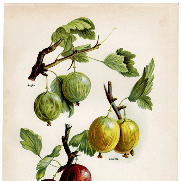 °Angler, Leveller, Whinham's Industry  ʪ 1891ǯ ꥹ ܥ˥륢 1001<img class='new_mark_img2' src='https://img.shop-pro.jp/img/new/icons5.gif' style='border:none;display:inline;margin:0px;padding:0px;width:auto;' />