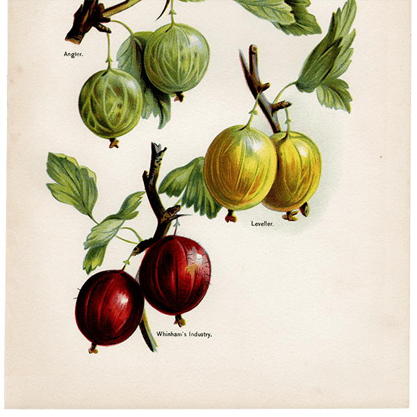 °Angler, Leveller, Whinham's Industry  ʪ 1891ǯ ꥹ ܥ˥륢 1001<img class='new_mark_img2' src='https://img.shop-pro.jp/img/new/icons5.gif' style='border:none;display:inline;margin:0px;padding:0px;width:auto;' />