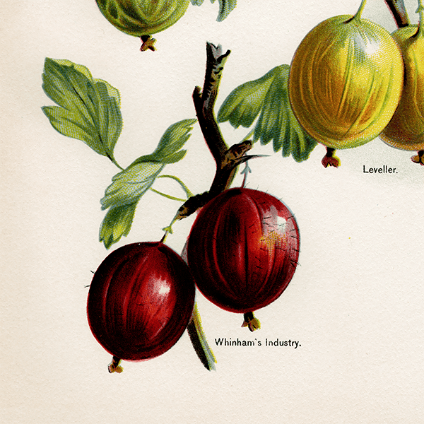 °Angler, Leveller, Whinham's Industry  ʪ 1891ǯ ꥹ ܥ˥륢 1001<img class='new_mark_img2' src='https://img.shop-pro.jp/img/new/icons5.gif' style='border:none;display:inline;margin:0px;padding:0px;width:auto;' />