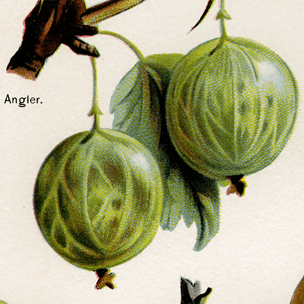 °Angler, Leveller, Whinham's Industry  ʪ 1891ǯ ꥹ ܥ˥륢 1001<img class='new_mark_img2' src='https://img.shop-pro.jp/img/new/icons5.gif' style='border:none;display:inline;margin:0px;padding:0px;width:auto;' />