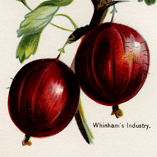 °Angler, Leveller, Whinham's Industry  ʪ 1891ǯ ꥹ ܥ˥륢 1001<img class='new_mark_img2' src='https://img.shop-pro.jp/img/new/icons5.gif' style='border:none;display:inline;margin:0px;padding:0px;width:auto;' />