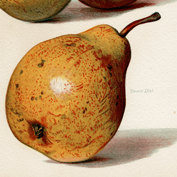  ʪ ꥹ Summer Beurre d' Aremberg, Beurre Rance, Beurre Diel  1891ǯ  ܥ˥륢 1002<img class='new_mark_img2' src='https://img.shop-pro.jp/img/new/icons5.gif' style='border:none;display:inline;margin:0px;padding:0px;width:auto;' />