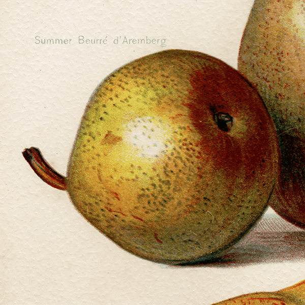  ʪ ꥹ Summer Beurre d' Aremberg, Beurre Rance, Beurre Diel  1891ǯ  ܥ˥륢 1002<img class='new_mark_img2' src='https://img.shop-pro.jp/img/new/icons5.gif' style='border:none;display:inline;margin:0px;padding:0px;width:auto;' />