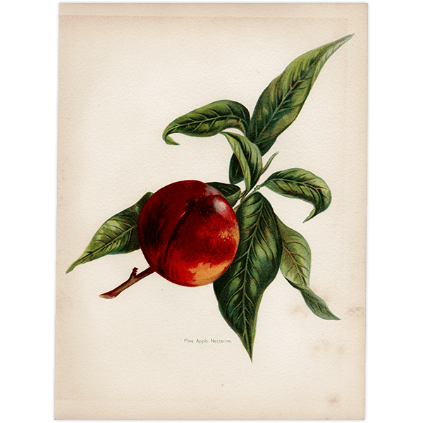  ͥ ʪ ꥹ Pine Appe Nectarine  1891ǯ  ܥ˥륢 1003<img class='new_mark_img2' src='https://img.shop-pro.jp/img/new/icons5.gif' style='border:none;display:inline;margin:0px;padding:0px;width:auto;' />