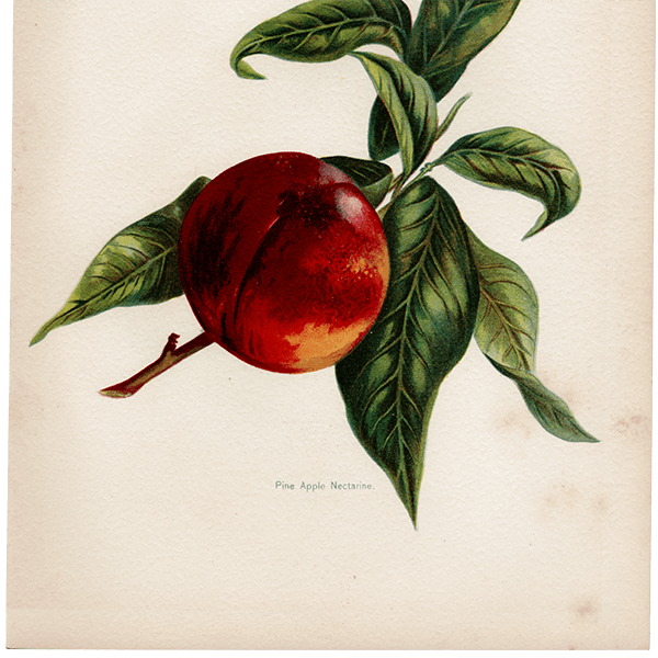  ͥ ʪ ꥹ Pine Appe Nectarine  1891ǯ  ܥ˥륢 1003<img class='new_mark_img2' src='https://img.shop-pro.jp/img/new/icons5.gif' style='border:none;display:inline;margin:0px;padding:0px;width:auto;' />