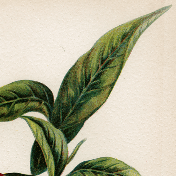  ͥ ʪ ꥹ Pine Appe Nectarine  1891ǯ  ܥ˥륢 1003<img class='new_mark_img2' src='https://img.shop-pro.jp/img/new/icons5.gif' style='border:none;display:inline;margin:0px;padding:0px;width:auto;' />