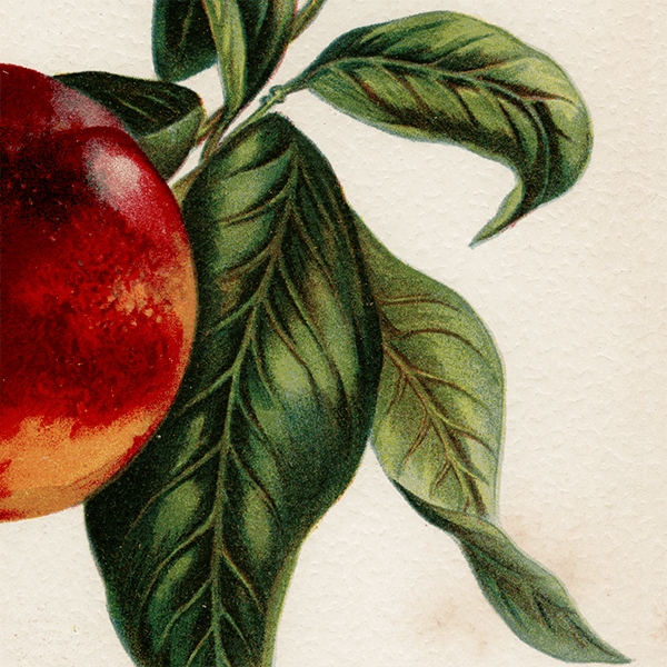 ͥ ʪ ꥹ Pine Appe Nectarine  1891ǯ  ܥ˥륢 1003<img class='new_mark_img2' src='https://img.shop-pro.jp/img/new/icons5.gif' style='border:none;display:inline;margin:0px;padding:0px;width:auto;' />