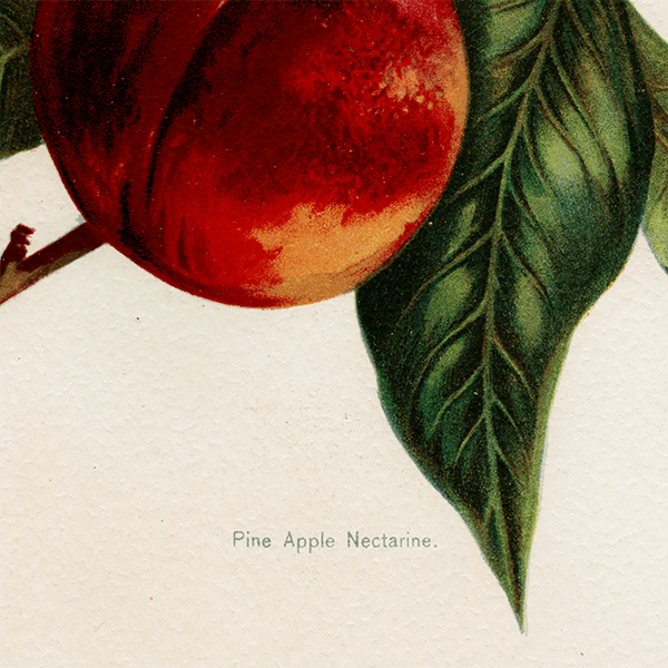 ͥ ʪ ꥹ Pine Appe Nectarine  1891ǯ  ܥ˥륢 1003<img class='new_mark_img2' src='https://img.shop-pro.jp/img/new/icons5.gif' style='border:none;display:inline;margin:0px;padding:0px;width:auto;' />