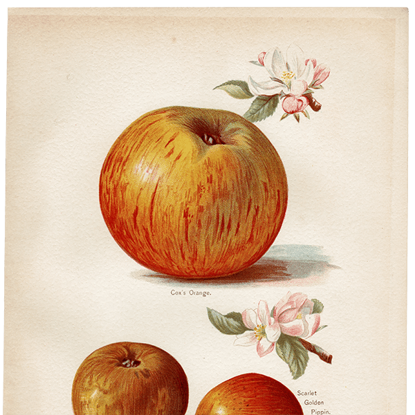  ʪ ꥹ Cox's Orange, Sykehouse Russet, Scarlet Golden Pippin  1891ǯ  ܥ˥륢 1004<img class='new_mark_img2' src='https://img.shop-pro.jp/img/new/icons5.gif' style='border:none;display:inline;margin:0px;padding:0px;width:auto;' />