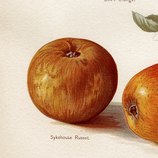  ʪ ꥹ Cox's Orange, Sykehouse Russet, Scarlet Golden Pippin  1891ǯ  ܥ˥륢 1004<img class='new_mark_img2' src='https://img.shop-pro.jp/img/new/icons5.gif' style='border:none;display:inline;margin:0px;padding:0px;width:auto;' />