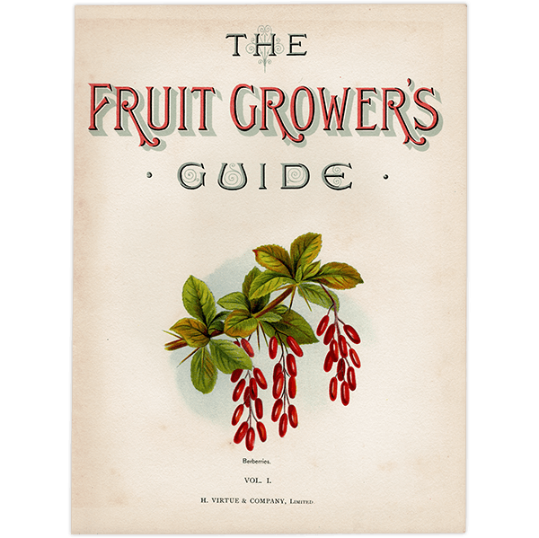 С٥꡼ ʪ ⳨ ꥹ Berberries  1891ǯ  ܥ˥륢 1006<img class='new_mark_img2' src='https://img.shop-pro.jp/img/new/icons5.gif' style='border:none;display:inline;margin:0px;padding:0px;width:auto;' />