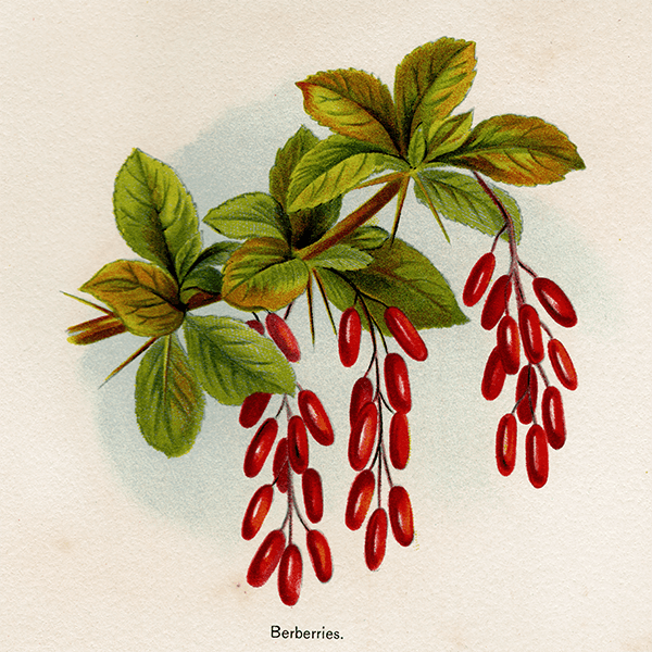 С٥꡼ ʪ ⳨ ꥹ Berberries  1891ǯ  ܥ˥륢 1006<img class='new_mark_img2' src='https://img.shop-pro.jp/img/new/icons5.gif' style='border:none;display:inline;margin:0px;padding:0px;width:auto;' />