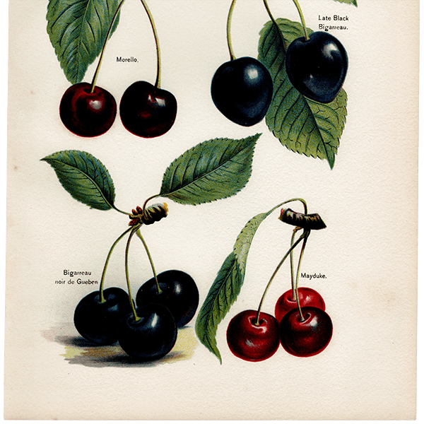  ʪ ꥹ 4ʼ  1891ǯ  ܥ˥륢 1007<img class='new_mark_img2' src='https://img.shop-pro.jp/img/new/icons5.gif' style='border:none;display:inline;margin:0px;padding:0px;width:auto;' />