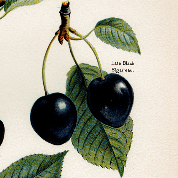  ʪ ꥹ 4ʼ  1891ǯ  ܥ˥륢 1007<img class='new_mark_img2' src='https://img.shop-pro.jp/img/new/icons5.gif' style='border:none;display:inline;margin:0px;padding:0px;width:auto;' />