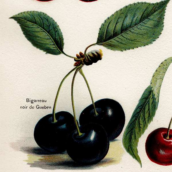  ʪ ꥹ 4ʼ  1891ǯ  ܥ˥륢 1007<img class='new_mark_img2' src='https://img.shop-pro.jp/img/new/icons5.gif' style='border:none;display:inline;margin:0px;padding:0px;width:auto;' />