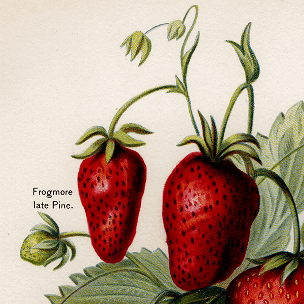  ʪ ꥹ 3ʼ  1891ǯ  ܥ˥륢 1008<img class='new_mark_img2' src='https://img.shop-pro.jp/img/new/icons5.gif' style='border:none;display:inline;margin:0px;padding:0px;width:auto;' />