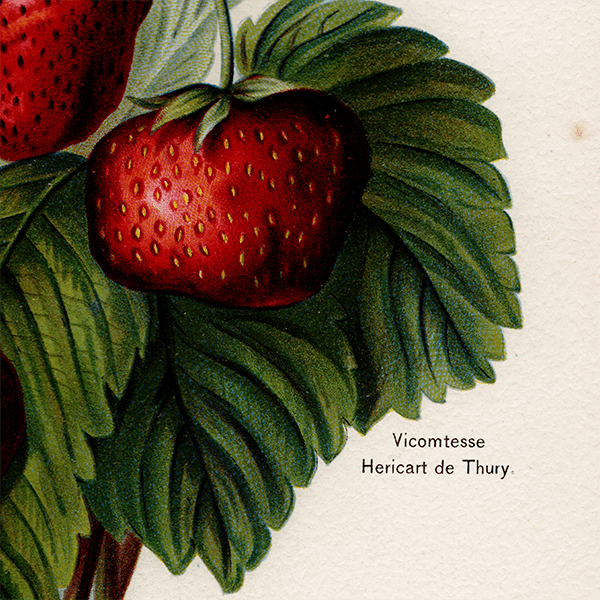  ʪ ꥹ 3ʼ  1891ǯ  ܥ˥륢 1008<img class='new_mark_img2' src='https://img.shop-pro.jp/img/new/icons5.gif' style='border:none;display:inline;margin:0px;padding:0px;width:auto;' />