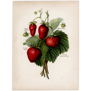  ʪ ꥹ 3ʼ  1891ǯ  ܥ˥륢 1008<img class='new_mark_img2' src='https://img.shop-pro.jp/img/new/icons5.gif' style='border:none;display:inline;margin:0px;padding:0px;width:auto;' />