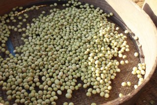 自然栽培・自家採種　青大豆500ｇ　2019年