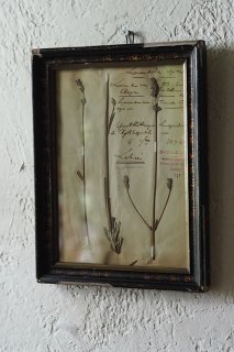 ラベンダーを封じた額縁-antique dry flower frame