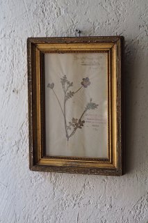 青い花弁 緑とした葉っぱ今も-antique dry flower frame