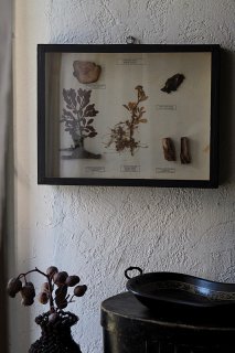 ユニークな植物標本-vintage botanical frame