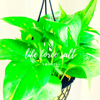 ڿʡlife force salt (125g)