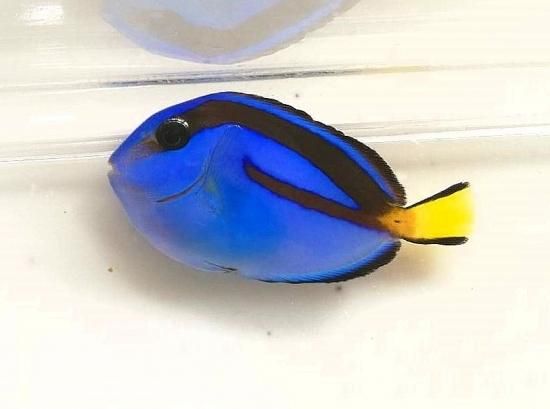 ナンヨウハギ 幼魚 - AQUA terra