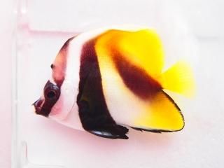 オニハタタテダイ