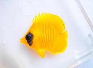 ǥХե饤SM