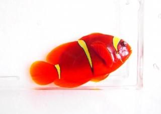 スパインチークアネモネフィッシュ イエローバンド