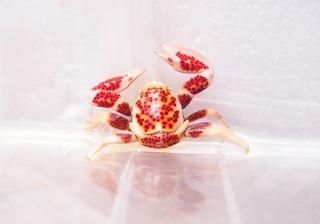 ۥ˥ޥ