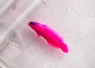 åɥɥƥХåե꡼ɥޥˡ