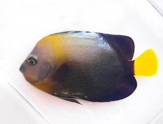 ۥå